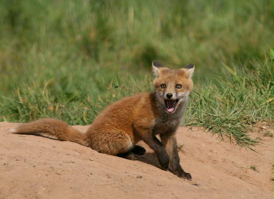 Fox <i>Vulpes vulpes</i>